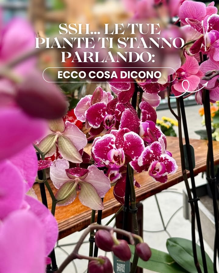 Giannini Home&Garden