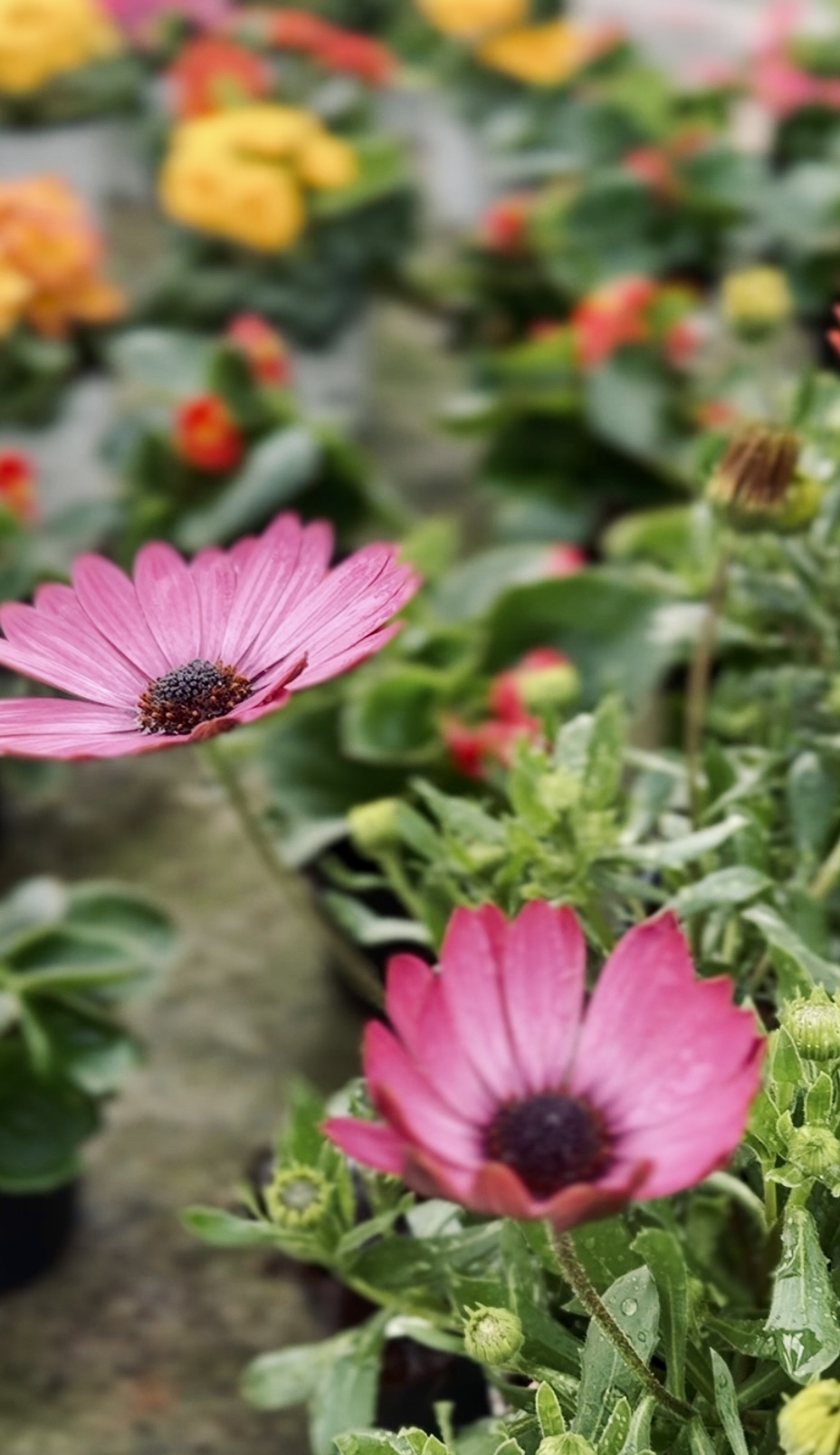 Giannini Home&Garden