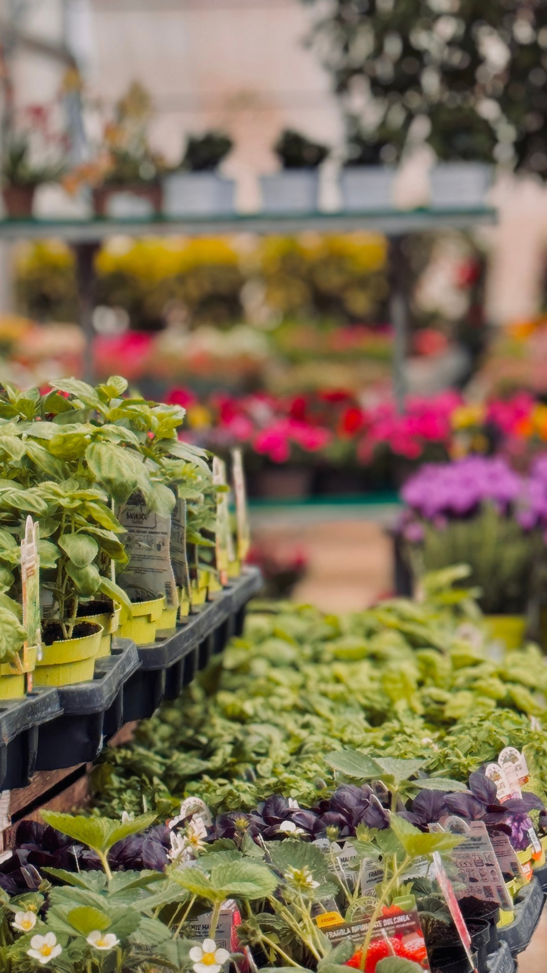 Giannini Home&Garden