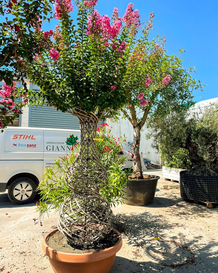 Giannini Home&Garden